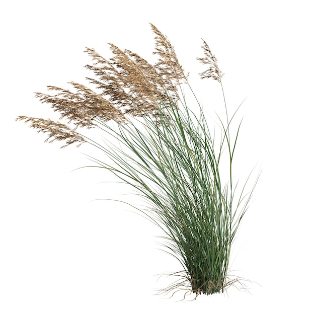 3d ilustracja trawy Calamagrostis canadensis na białym tle