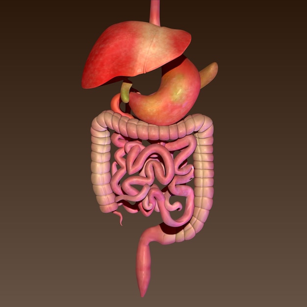 3d ilustracja układu trawiennego ludzkiego ciała