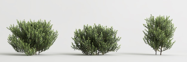 3D ilustracja zestawu Buxus microphylla Bush izolowany na białym tle