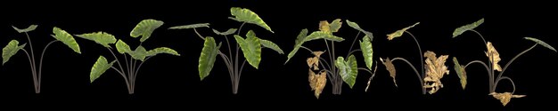 3d ilustracja zestawu colocasia czarnej macierzystej rośliny odizolowanej na czarnym tle