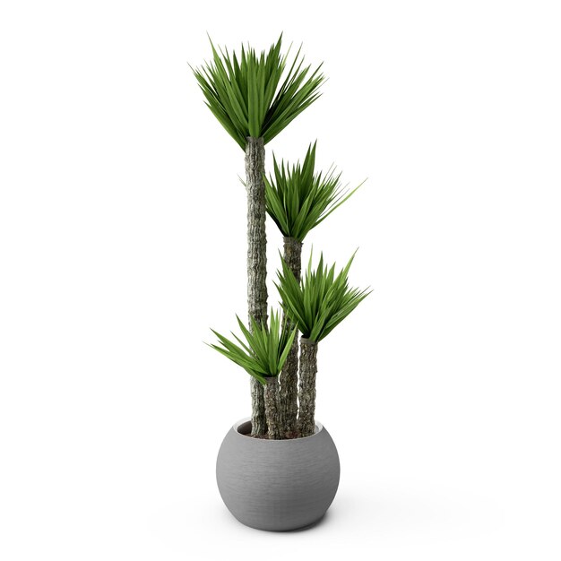 3d render palmy wyrastają z jednego garnka zielonej rośliny na białym tle