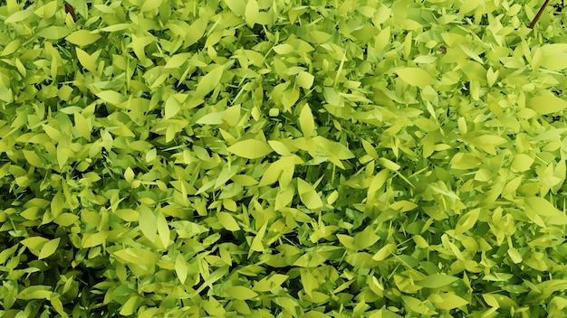 3d render z abstrakcyjnymi zielonymi liśćmi na tle