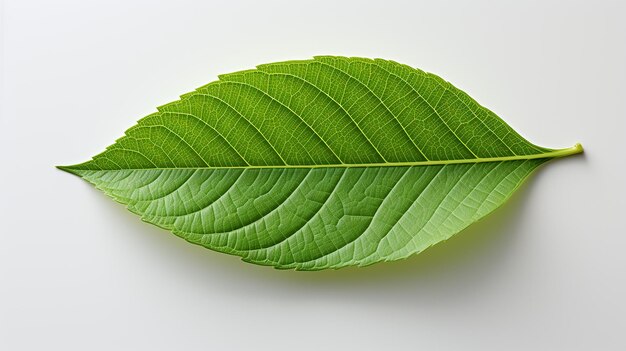 Zdjęcie 3d renderowane zdjęcie liścia