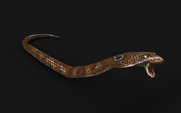 3dation King Cobra Najdłuższy na świecie jadowity wąż izolowany na czarnym tle King Cobra Snake with Clipping Path