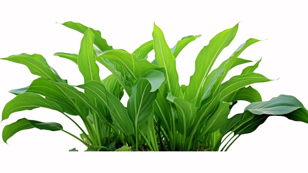 3Zatrzymana roślina plantaina o zielonym kolorze na wspaniałym tle kwiatowym na białym tle