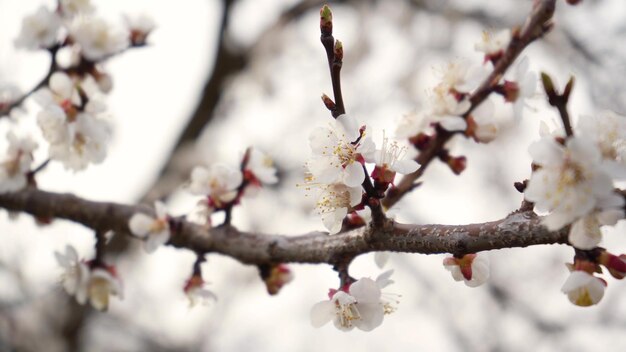4K kwitnące kwiaty moreli na białym tle zbliżenie Szczegóły kwitnącego drzewa owocowego Nagie gałęzie bez liści wiosną Ogród w marcu