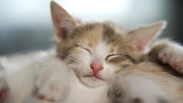 Zdjęcie 4k pasiasty kotek budzi się leży na plecach, ziewa i rozciąga się kotek patrząc na kamery koncepcja szczęśliwych uroczych zwierząt domowych