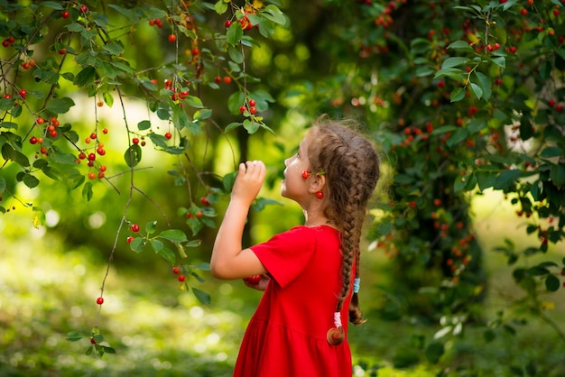 6-letnia dziewczynka w czerwonej sukience zbiera wiśnie w ogrodzie o zachodzie słońca Produkty ekologiczne