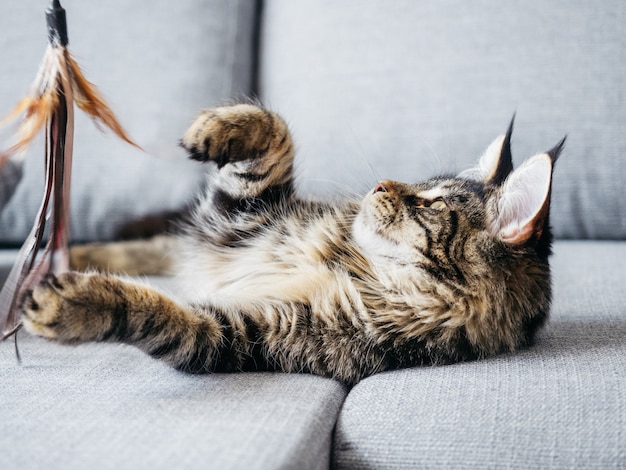 7-miesięczna zabawka Maine Coon bawiąca się z kotami na szarej sofie.