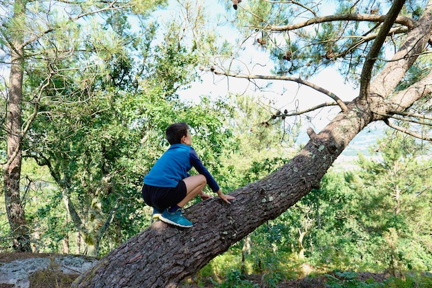 Zdjęcie 8-letni chłopiec wspina się na sosnę w lesie