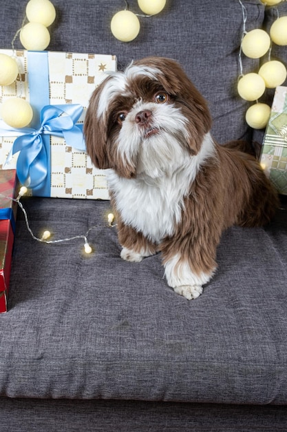 9-miesięczne shih tzu siedzące na kanapie obok pudełek i lampek