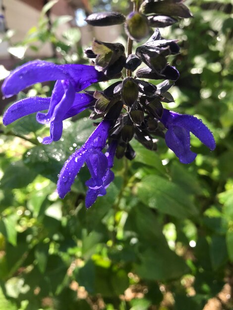 Zdjęcie a purple flower with water drops on it