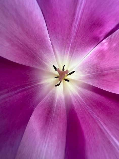 A zamyka? kwiat ze ?rodkiem kwiatu Zamknij bud tulipanów z purpurowoczerwonym centrum