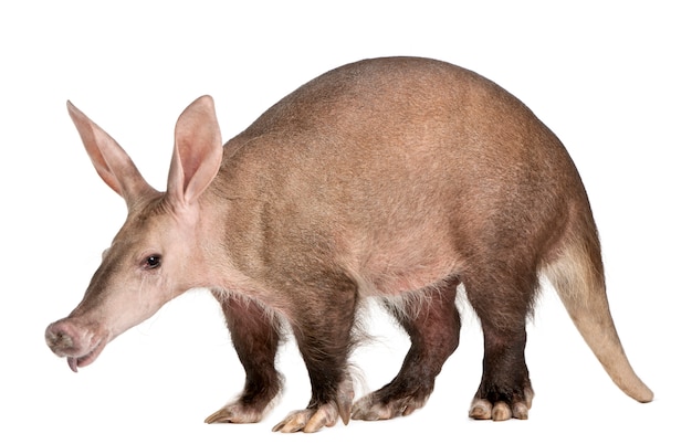 Zdjęcie aardvark, orycteropus na bielu odizolowywającym