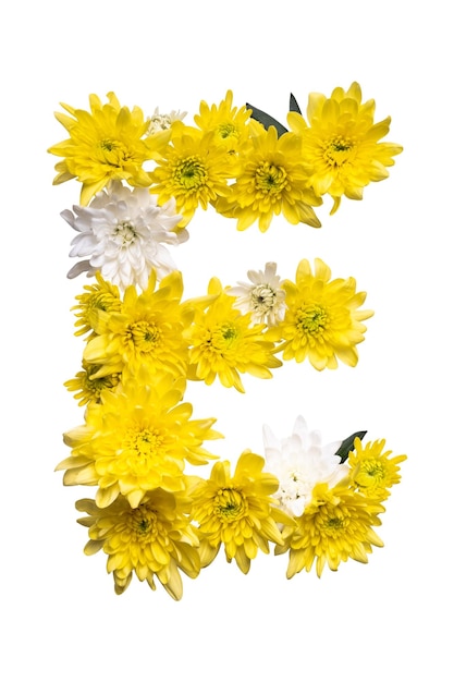 ABC kolekcja listówxA Litera E wykonana z prawdziwych liści i kwiatów na białym tle