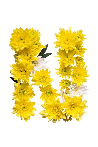 ABC zbiór liter xA Litera N wykonana z prawdziwych liści i kwiatów na białym tle