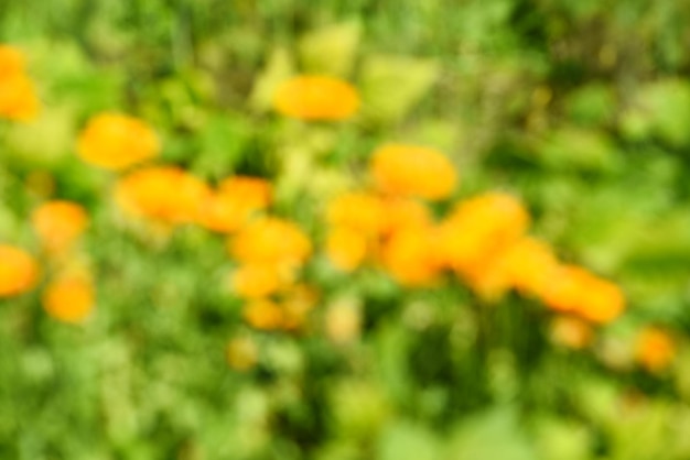 Abstrakcjonistyczna letnia tekstura tła pomarańczowych kwiatów w ogrodzie