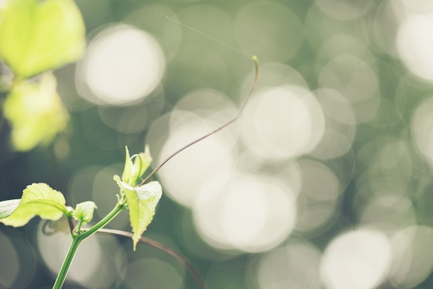 Abstrakcjonistyczny bokeh plamy zielony kolor dla tła