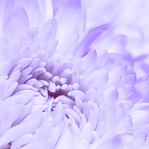 Abstrakcjonistyczny kwiecisty tło biały purpurowy chryzantema kwiat