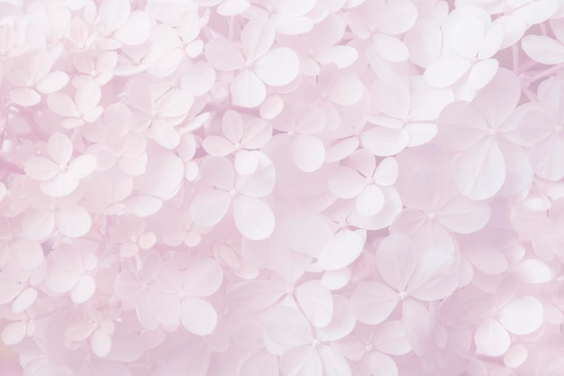 Zdjęcie abstrakcjonistyczny kwiecisty tło białych kwiatów z nieostrością na wiosenny lub letni czas transparent deseń
