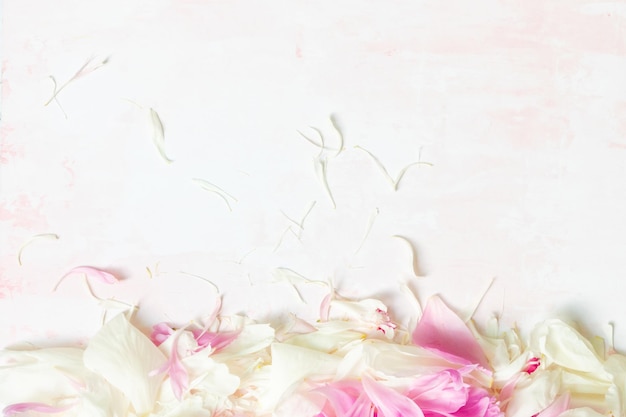Zdjęcie abstrakcyjna granica pięknych różowo-białych płatków piwonii z miejscem na kopię tekstu