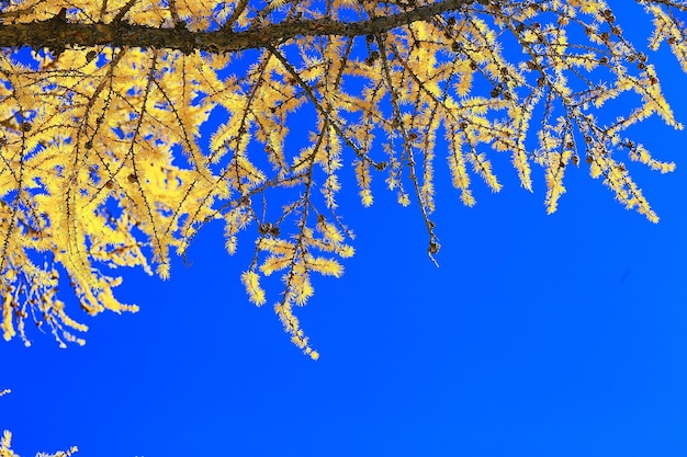abstrakcyjna jesień tło pozostawia żółty charakter październikowa tapeta sezonowa