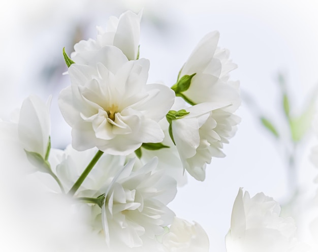 Abstrakcyjna kwiatu tła Białe pętelkowe płatki kwiatu jaśminu Makro kwiaty tło wakacje projektu