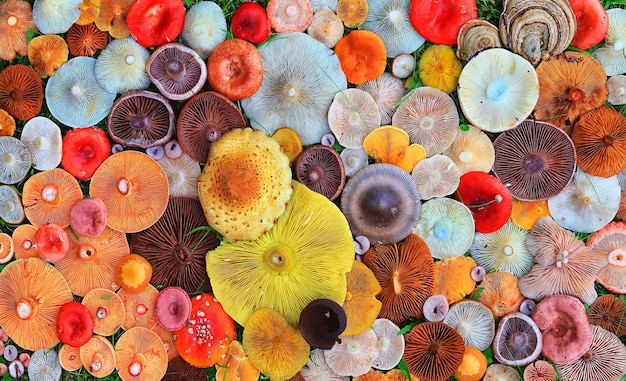 abstrakcyjna tekstura tła bardzo, wielu różnych grzybów, odwrócona wielobarwna tapeta czapek z grzybami