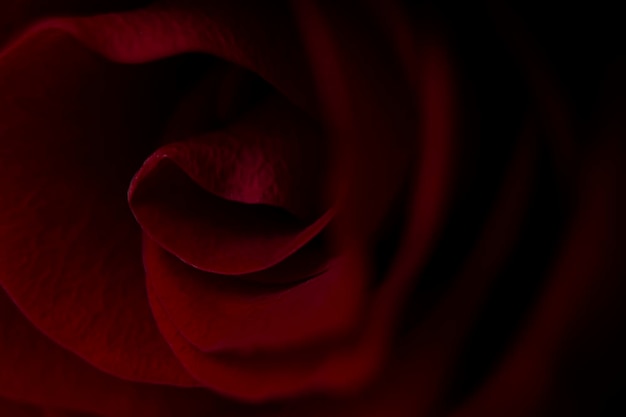 Abstrakcyjna tła kwiatu Czerwona róża pączek makro