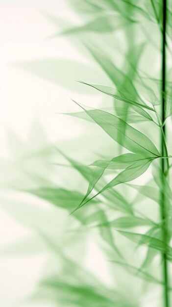 Abstrakcyjne białe zielone liście bambusa na miękkim tle