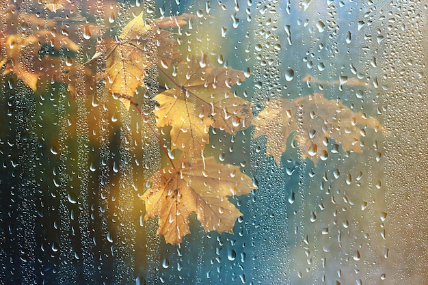 abstrakcyjne jesienne tło deszcz liście tapety park