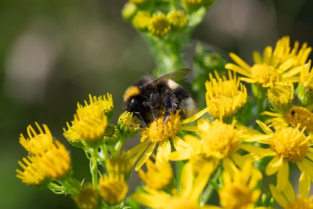 Zdjęcie abstrakcyjne makro zdjęcie żółtych kwiatów ragwort z pszczołami szukającymi nektaru