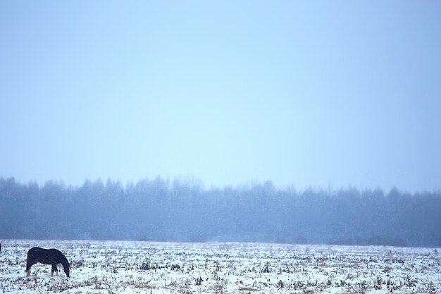 abstrakcyjne niewyraźne zimowe tło, konie w zaśnieżonym krajobrazie polnym, śnieg na farmie