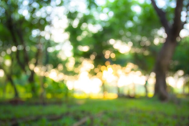 Abstrakcyjne rozmycie poranne światło słoneczne bokeh tło w ogrodzie z kwitnącymi drzewami tło zdjęcie