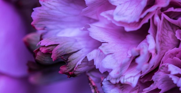 Abstrakcyjne tło kwiatowe fioletowe płatki kwiatów goździka Makro kwiaty tło do projektowania wakacyjnego
