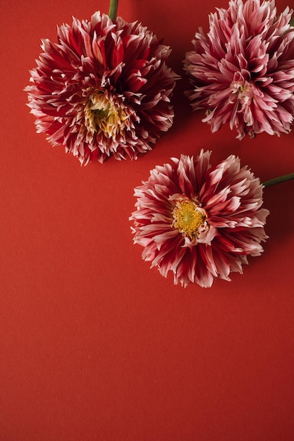 Abstrakcyjne tło kwiatu Kolorowe czerwone kwiaty dalii w tle Kwiaty i płatki Delikatny szablon botaniki artystycznej
