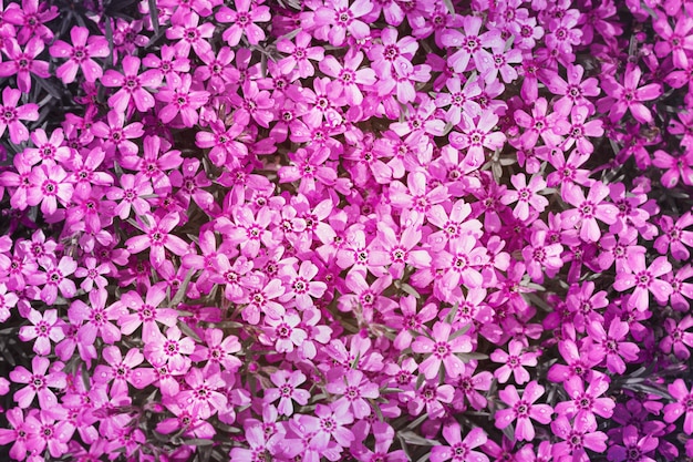 Abstrakcyjne tło naturalne z żywymi wiosennymi kwiatami bardzo peri wzór roślin