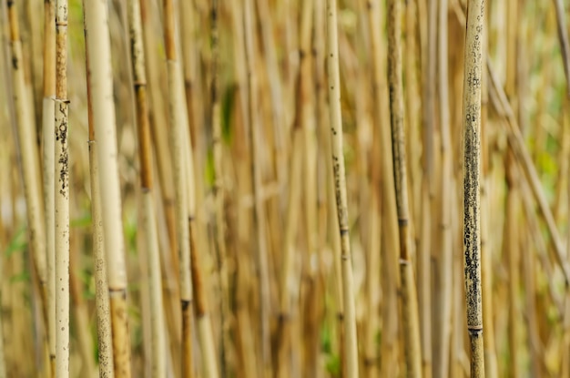 Abstrakcyjne tło z suchej brązowej trzciny organicznej naturalnej tekstury