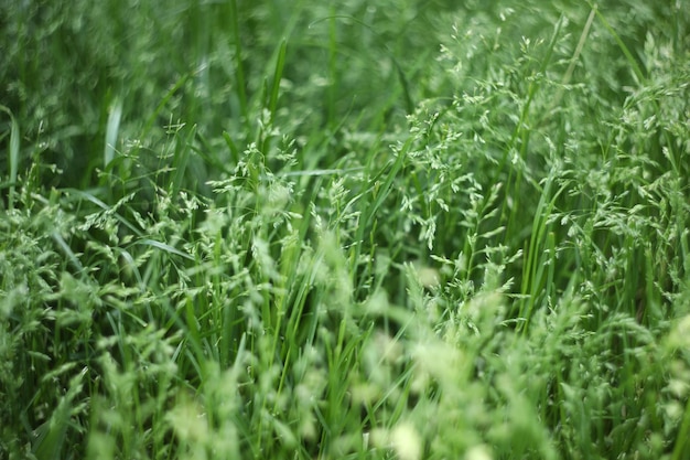 abstrakcyjne tło z wzorem zielonej trawy