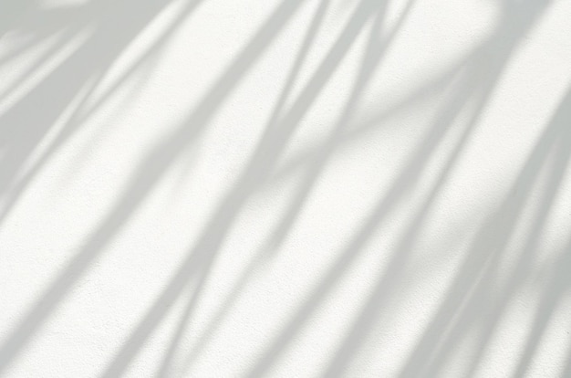 Abstrakcyjny cień liści na białej ścianie