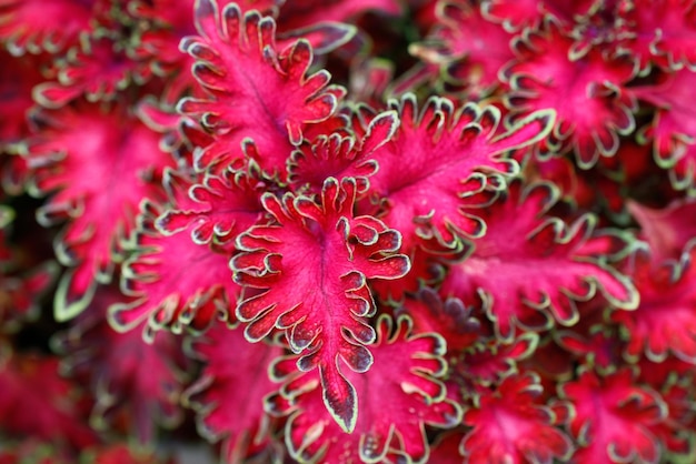 Abstrakcyjny szczegół liści kwiatu