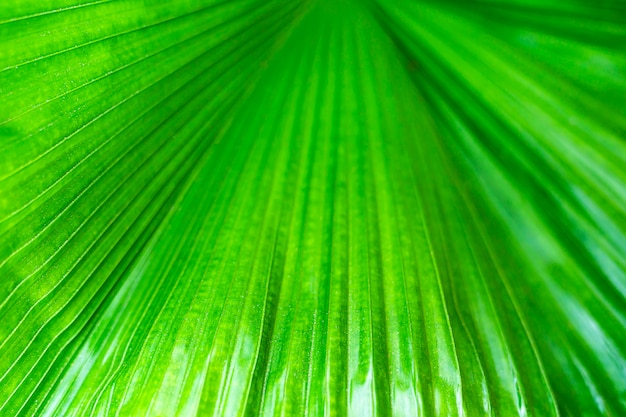 Abstrakcyjny wzór na świeży liść palmy teksturowanej przestrzeni Zbliżenie