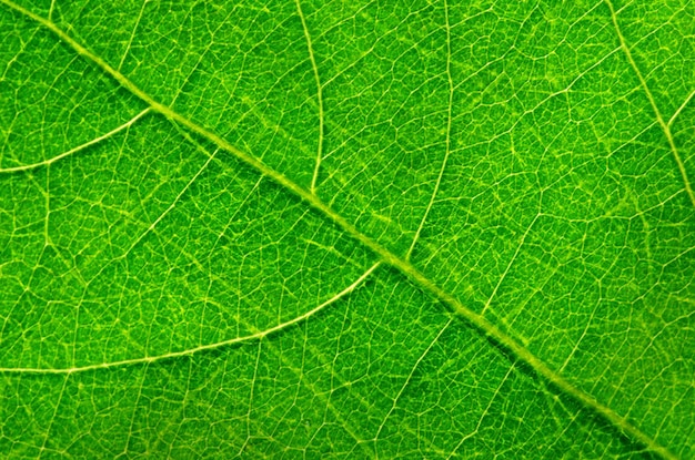 Abstrakt zieleni liścia tekstura dla tła