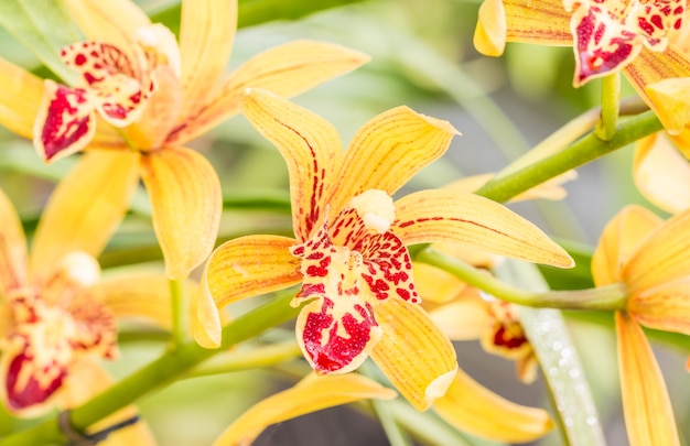 Abstrakta zamazany tło żółte pomarańczowe orchidee, Dendrobium.