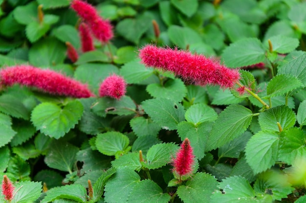 Acalypha hispida w parku