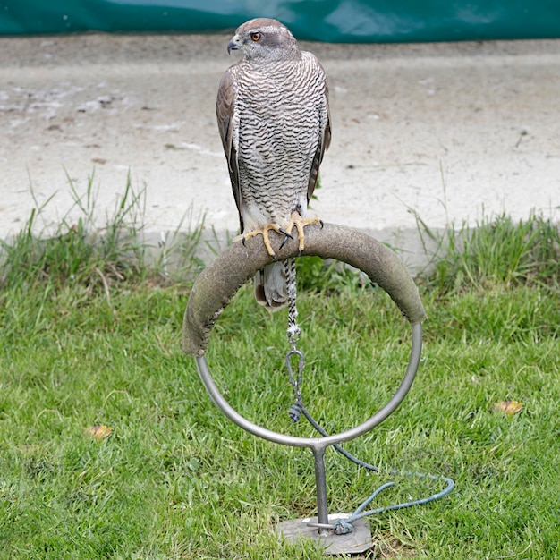 Accipiter jastrzębia północnego gentilis