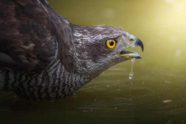 Accipiter jastrzębia północnego gentilis