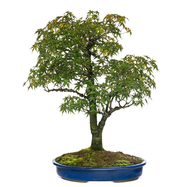 Acer Bonsai Drzewo, Na Białym Tle