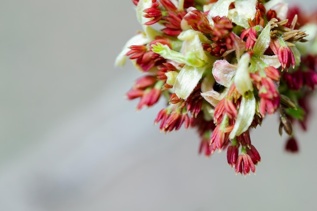 Acer Negundo Boxelder Boxelder Jesionolistny I Klon Jesion Manitoba