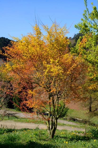 Acer palmatum "Katsura" w parku